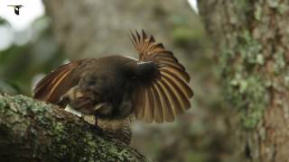 Subadult Paradise Riflebird Practices Courtship Display [upl. by Suh]