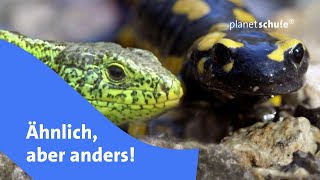 Verwechslungsgefahr Eidechse vs Salamander  Frage trifft Antwort  planet schule [upl. by Wittie]