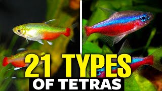 21 Types of Tetras For Aquariums 🐟 [upl. by Anonyw715]