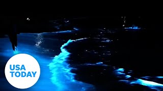 Rare bioluminescent algae lights up the ocean at night  USA TODAY [upl. by Arted324]