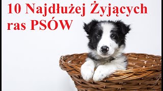 10 Najdłużej Żyjących ras PSÓW [upl. by Aneehsak874]