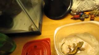 Crested Gecko Bath Time [upl. by Shana597]