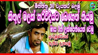 How to make kithul flower  kithul mal kapima  කිතුල් මල් කැපිම  kithul ra  Rauma wate [upl. by Irodim]