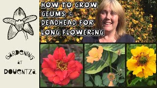 How to Grow Geums amp Deadhead for Long Flowering  Quick amp Easy Guide [upl. by Dogs]