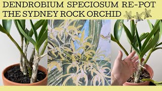 Repotting a hopefully Dendrobium Speciosum a spectacular native Australian orchid [upl. by Sylas]