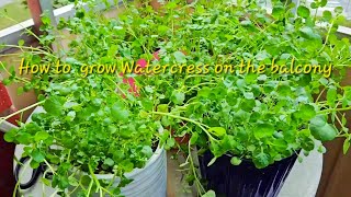 How to grow watercress on the balcony  ปลูกวอเตอร์เครส ในกระถาง บนระเบียง [upl. by Sidman437]