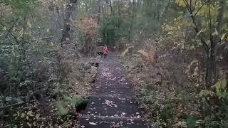 Bear Swamp Boardwalk of North Bangor Pa [upl. by Swithin]