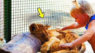 Mother Records Daughter Petting Lions – 3 Seconds Later The Unthinkable Happens [upl. by Ogdon]