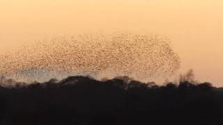 Starling murmuration at RSPB Minsmere 25nov [upl. by Wixted929]