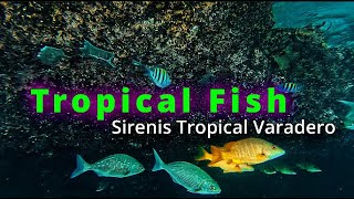 TROPICAL FISH Snorkeling around the Coral Outcrop Sirenis Tropical Varadero Cuba  Jan 2024 4K [upl. by Ffoeg842]