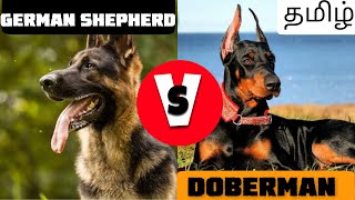 Which is best  German shepherd vs Doberman pinscher  comparison  Tamil [upl. by Ardiedak305]