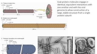 Virology 2013 Lecture 4  Structure of viruses [upl. by Fiorenze]