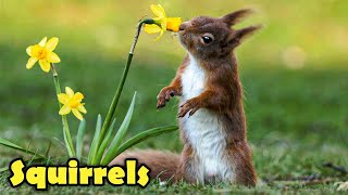 The Cute Life of The Squirrel  12 Facts about Squirrels For Kids [upl. by Langelo]