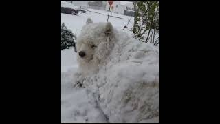 Samoyed dog refuse to come indoors in winter [upl. by Norrehc]