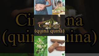 Cinchona  Learn a herb daily  cinchona pharmacognosy pharmacy ayurveda ayush bloating gpat [upl. by Luann]