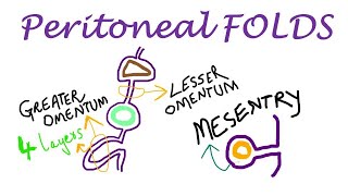 Chp18  Peritoneal FOLDS  BDC Vol2  Greater Omentum  Lesser Omentum  Mesentry [upl. by Eibrab]