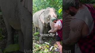 Elephant Walks Free After 41 Years In Chains  The Dodo [upl. by Yesnyl]