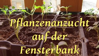 Pflanzen  Anzucht auf der Fensterbank mit Bio Saatgut [upl. by Hashimoto17]