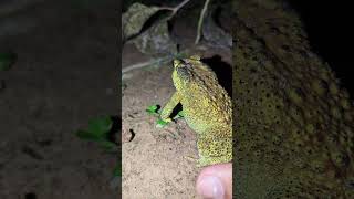 Funny frog frog boing boing funny  funny animal  funny froggy  funny Toad [upl. by Aliet]