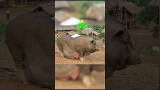 FATTEST ANIMALS IN THE WORLD🐖🗺️ shorts [upl. by Menken]