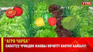 Сапаттуу үрөндөн жакшы көчөттү кантип алабыз [upl. by Tnahsarp]