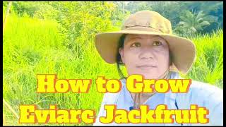 How to Grow Eviarc Jackfruit [upl. by Airres887]