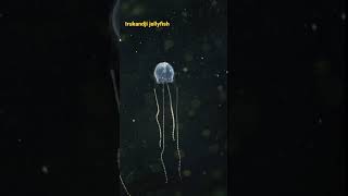 irukandji jellyfish deadliestshorts [upl. by Peisch]