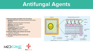 Antifungal drugs Pharmacology Classifications Examples Mechanism of action and Side effects [upl. by Enilecram]