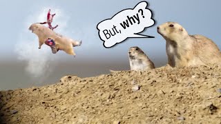 Prairie Dog Hunting Armageddon 4 Why we shoot prairie dogs [upl. by Gierk]