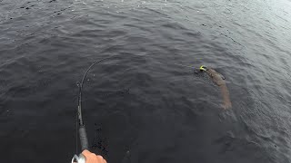 5 minutes of Musky fishing missed and caught one [upl. by Awram]