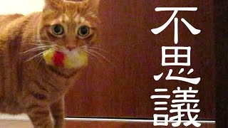 かわいい！猫の不思議な行動 保護猫育て第141話 [upl. by Tullius]