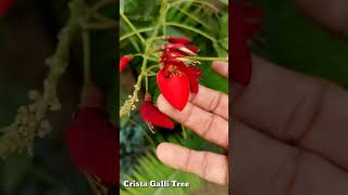 Crista Galli Tree Plant  Erythrina Tree  Shorts [upl. by Boynton948]