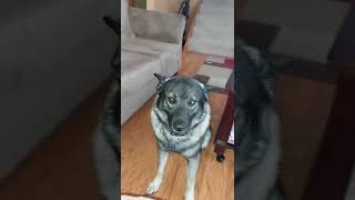 our Norwegian Elkhound [upl. by Aeriell]