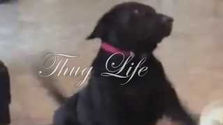 Thug Life Dogg [upl. by Eedrahc766]