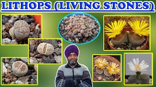 Lithops care  Watering  Fertilizer  Flowering  Propagation  Soil  Sunlight [upl. by Sikata]