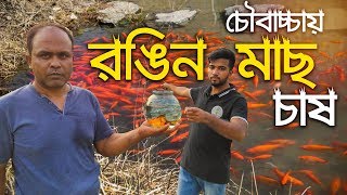 চৌবাচ্চা ও RS পদ্ধতিতে রঙিন মাছ চাষ করে লক্ষ লক্ষ টাকা আয় করছেন ইমদাদুল ভাই [upl. by Edivad]