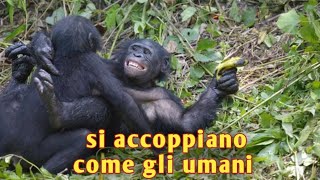 bonobo scimmie si accoppiano esattamente come gli umani [upl. by Sidwohl]