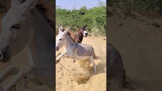 Donkeys animals success funnyshorts [upl. by Yras]