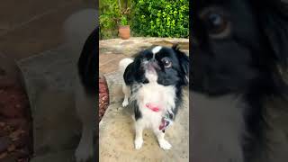 Mimi doing more jiffpom training pekingeselovecuteanimal puppy [upl. by Maryjo567]