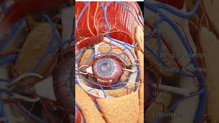 Eye circulation viral shortsvideo viralvideo education optometry eye ophthalmology shorts [upl. by Ydaf]