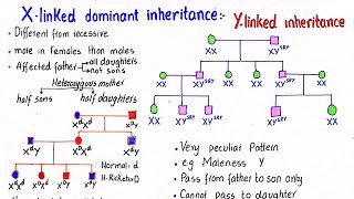 X linked dominant inheritance  Y linked inheritance  class 12 [upl. by Silohcin915]