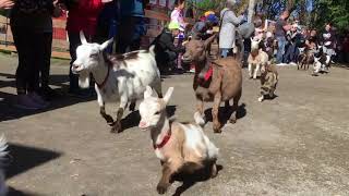 Baby Goat Stampede VICTORIA [upl. by Ihsar911]