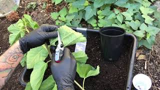 3 Ways I Propagate Mulberry Cuttings [upl. by Zetrom]