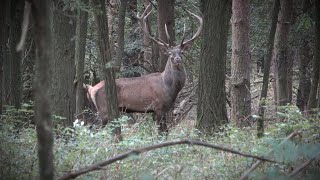 Hirschbrunft 2024 in Ungarn  Das ist Bogenjagd [upl. by Maggee]