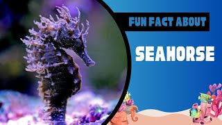 seahorses and facts you never knew about them [upl. by Hillier]