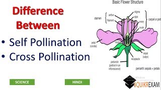 Difference Between Self Pollination and Cross Pollination  Hindi  Science  Quikr Exam [upl. by Lorien]