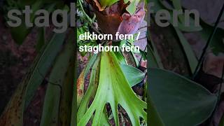 elkhorn fernstaghorn fern and birds nest fern fernplant houseplants gardening youtubeshorts [upl. by Ailen]