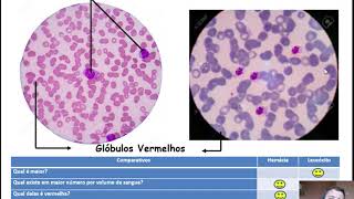 Células Sanguíneas em Microscopia Óptica [upl. by Gallagher878]