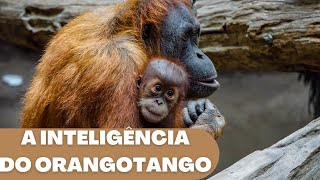 Impressionante a inteligência do Orangotango Olhe Natureza [upl. by Iggep]