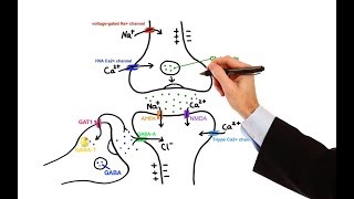 Pharmacology  ANTIEPILEPTIC DRUGS MADE EASY [upl. by Ihdin]